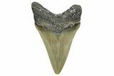 Serrated, Juvenile Megalodon Tooth - North Carolina #376545-1